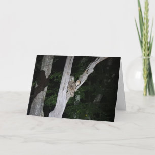 Barred Owl Greeting Card, Blank Inside Card