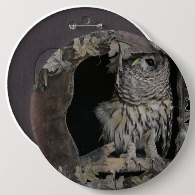 Barred Owl - Here's Looking at You! 6 Cm Round Badge (Front & Back)