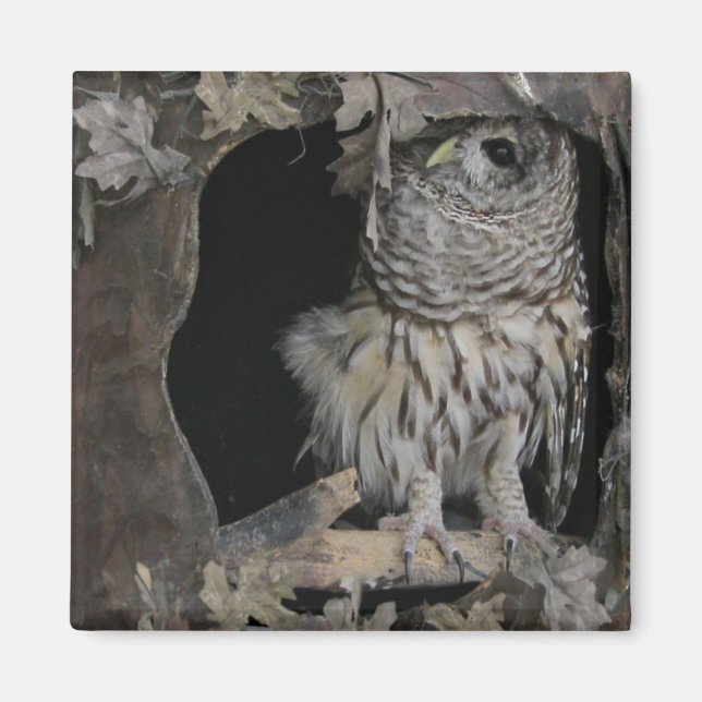 Barred Owl - Here's Looking at You! Magnet (Front)