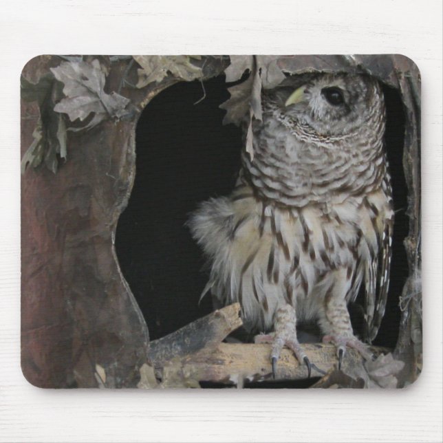 Barred Owl - Here's Looking at You! Mouse Mat (Front)