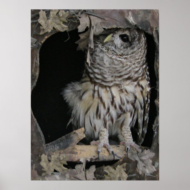 Barred Owl - Here's Looking at You Poster (Front)