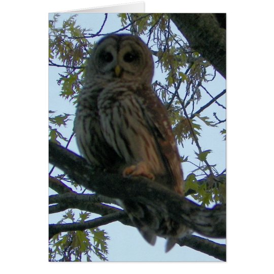 Barred Owl (Hoot Owl) Card