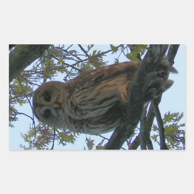 Barred Owl (Hoot Owl) Rectangle Stickers (Front)