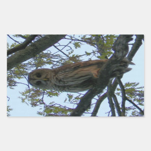 Barred Owl (Hoot Owl) Rectangle Stickers