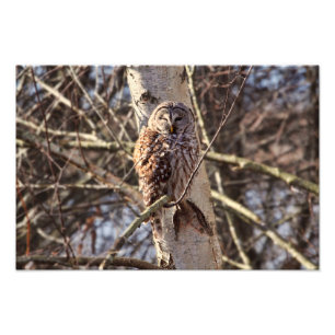 Barred Owl in a Birch Tree Photo