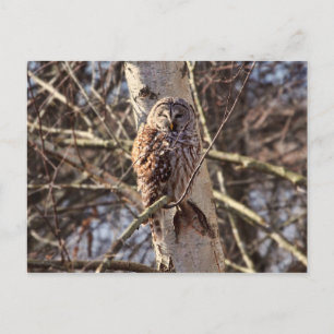Barred Owl in a Birch Tree Photo Postcard