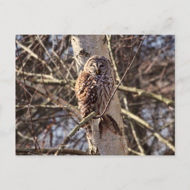 Barred Owl in a Birch Tree Photo Postcard (Front)