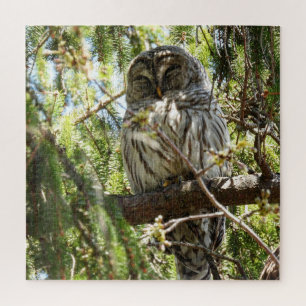 Barred Owl in Evergreen Tree Jigsaw Puzzle