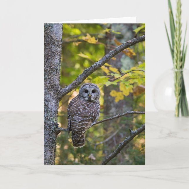 Barred Owl in Fall | Alger County, MI Card (Front)
