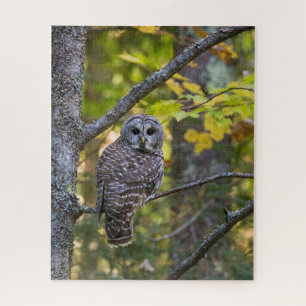Barred Owl in Fall   Alger County, MI Jigsaw Puzzle