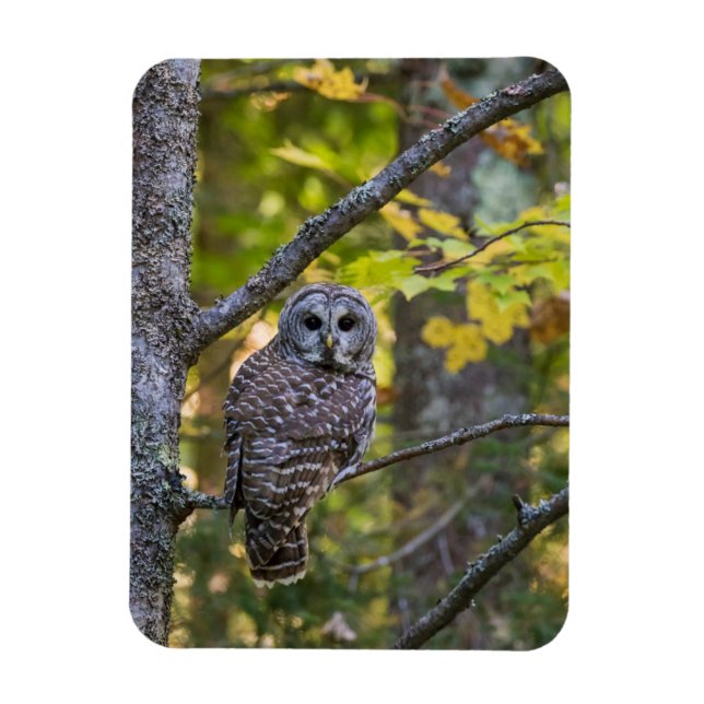 Barred Owl in Fall | Alger County, MI Magnet (Vertical)