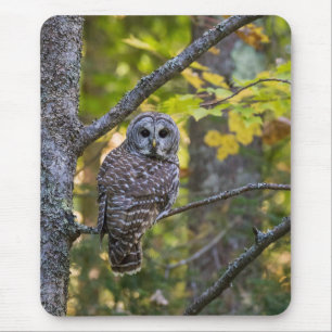 Barred Owl in Fall   Alger County, MI Mouse Mat