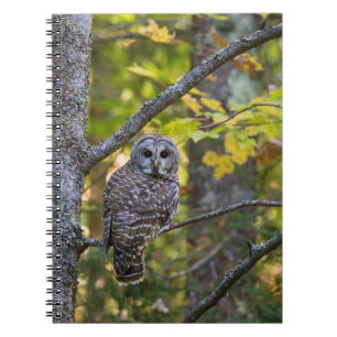Barred Owl in Fall   Alger County, MI Notebook