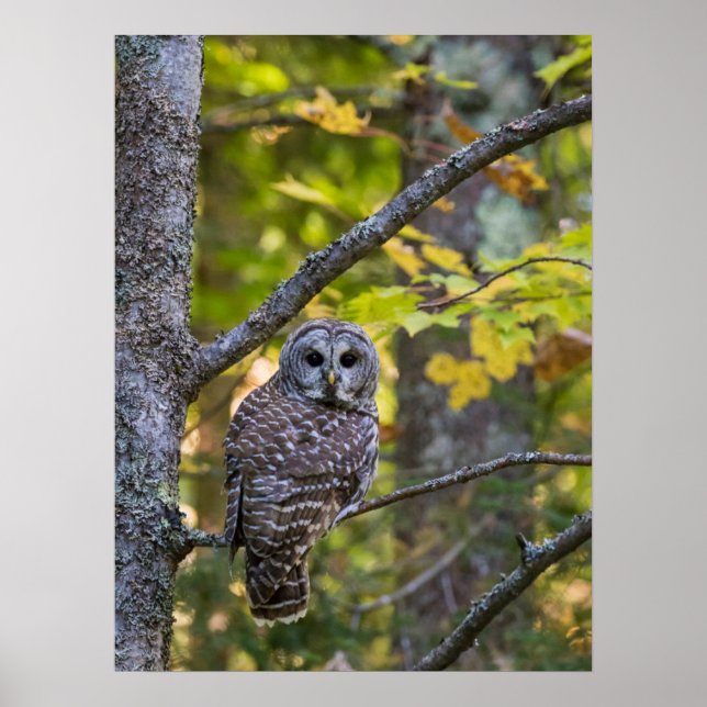 Barred Owl in Fall | Alger County, MI Poster (Front)