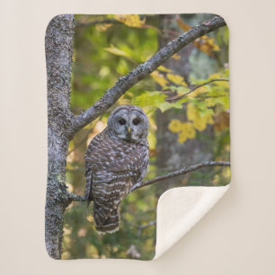 Barred Owl in Fall   Alger County, MI Sherpa Blanket
