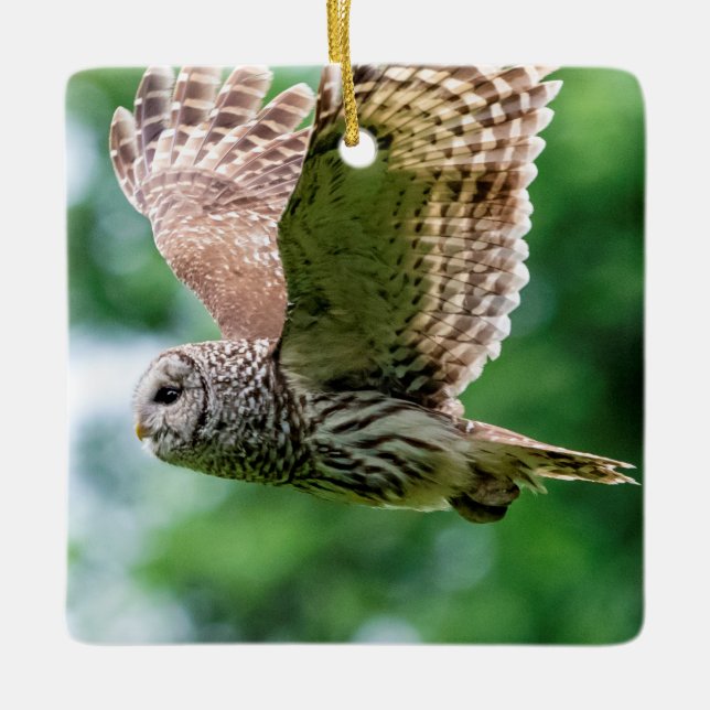 Barred Owl in flight Ceramic Ornament (Front)