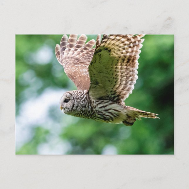 Barred Owl in flight Postcard (Front)