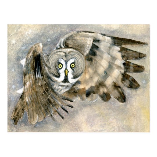Barred Owl in Snow Postcard