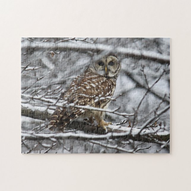 Barred Owl Jigsaw Puzzle (Horizontal)