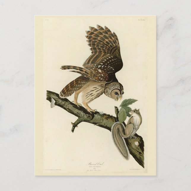 Barred Owl, John James Audubon's Birds of America Postcard (Front)