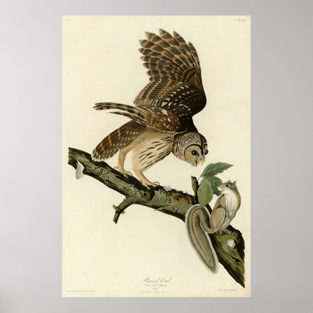 Barred Owl, John James Audubon's Birds of America Poster (Front)