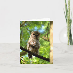 Barred Owl (juvenile) #3 - Blank Note Card