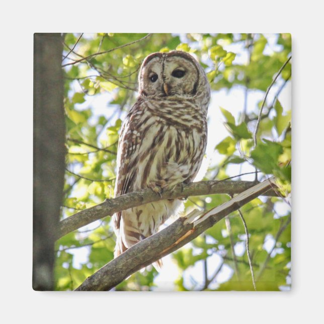 Barred Owl Magnet (Front)