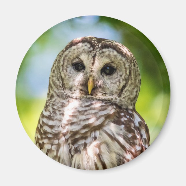 Barred Owl Magnet (Front)