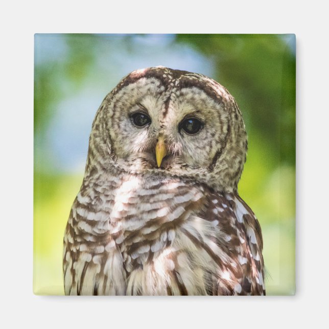 Barred Owl Magnet (Front)