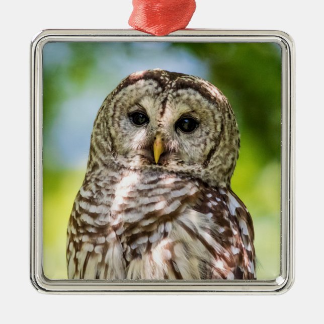 Barred Owl Metal Tree Decoration (Front)