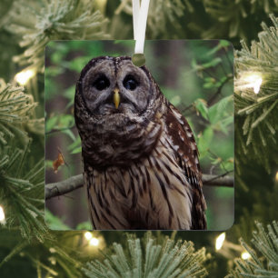 Barred Owl Metal Tree Decoration