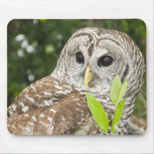 Barred Owl Mouse Mat