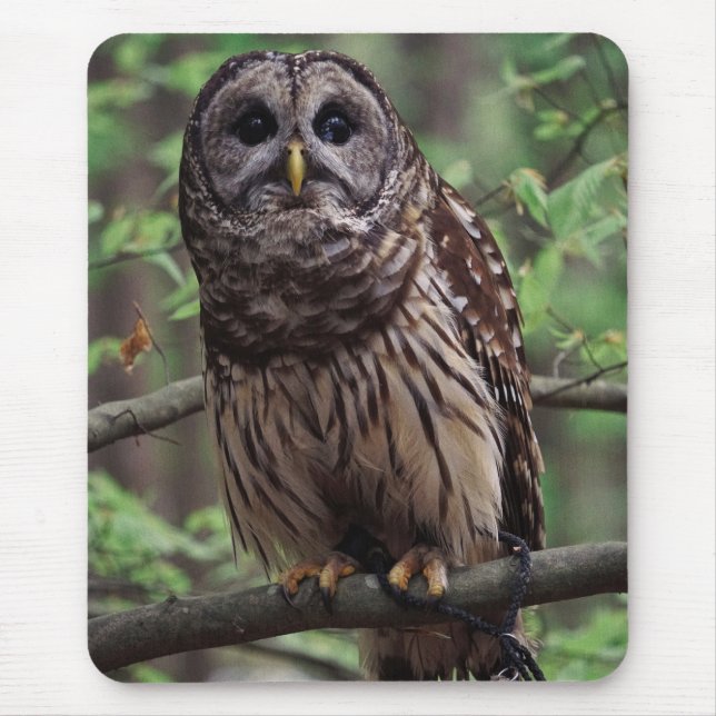 Barred Owl Mouse Mat (Front)