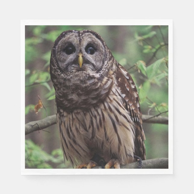 Barred Owl Napkin (Front)