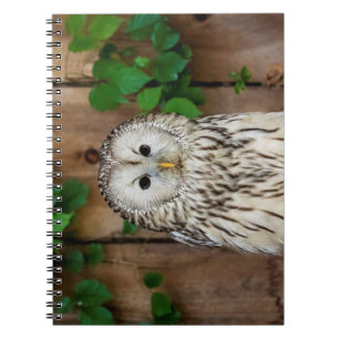 Barred Owl Notebook