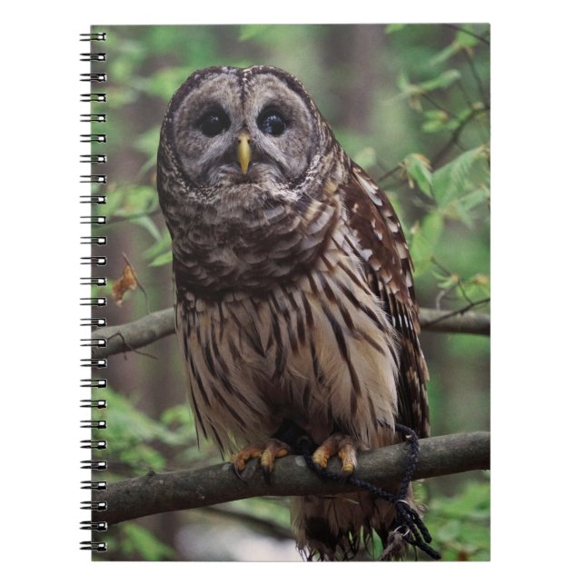 Barred Owl Notebook (Front)
