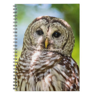 Barred Owl Notebook