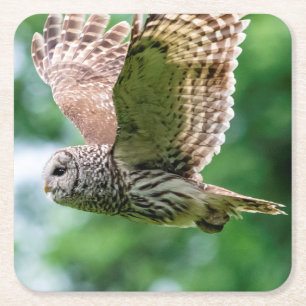 Barred Owl of the Hudson Valley – Nature & Wildlif Square Paper Coaster