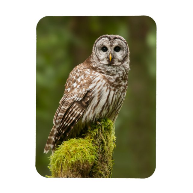Barred owl on a mossy stump magnet (Vertical)