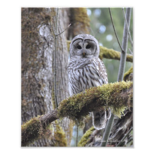 Barred Owl on a Mossy Tree Photo Print