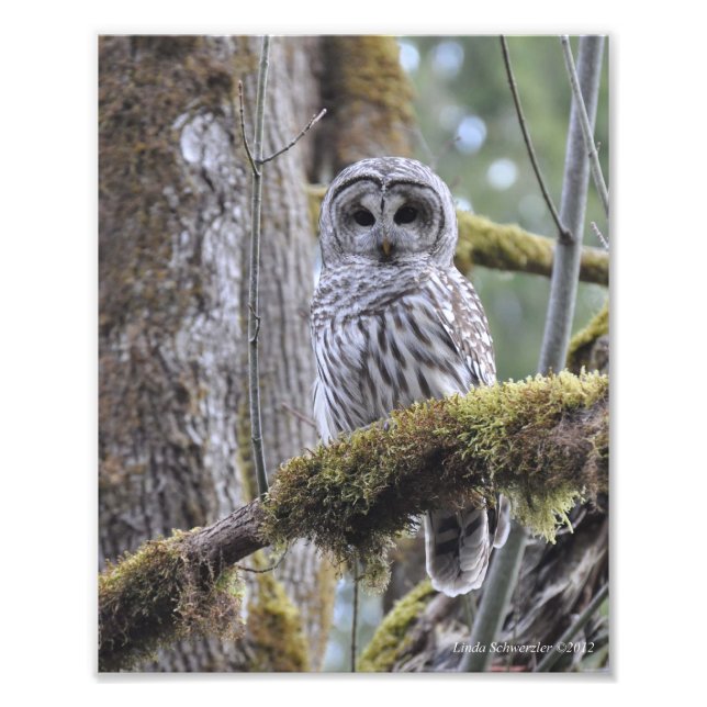 Barred Owl on a Mossy Tree Photo Print (Front)