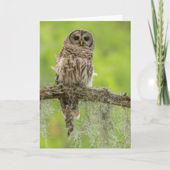 Barred Owl On Tree Limb Card (Front)