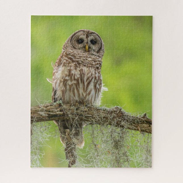 Barred Owl On Tree Limb Jigsaw Puzzle (Vertical)