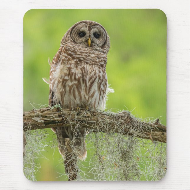 Barred Owl On Tree Limb Mouse Mat (Front)