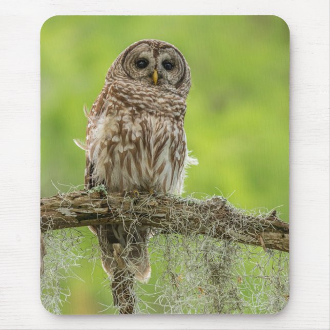 Barred Owl On Tree Limb Mouse Mat (Front)