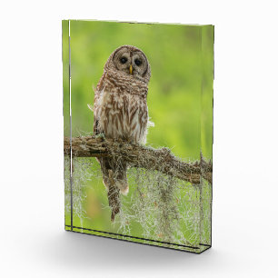 Barred Owl On Tree Limb Photo Block