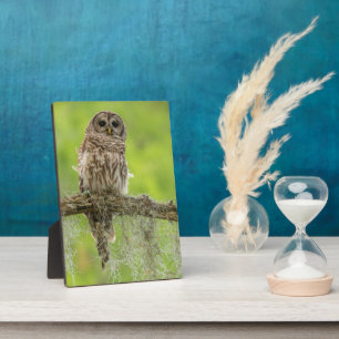 Barred Owl On Tree Limb Plaque