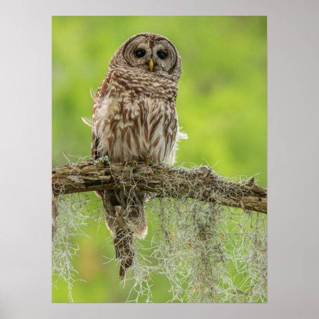 Barred Owl On Tree Limb Poster (Front)