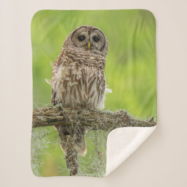 Barred Owl On Tree Limb Sherpa Blanket (Front)