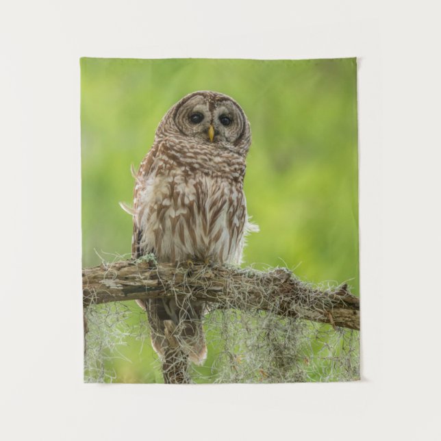 Barred Owl On Tree Limb Tapestry (Front)